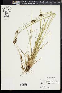 Carex caroliniana image