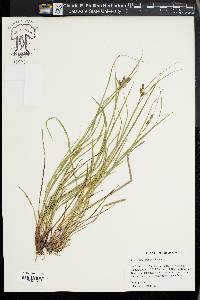 Carex caroliniana image