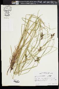 Carex caroliniana image