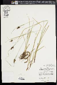 Carex caroliniana image