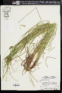 Carex caroliniana image