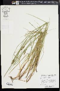 Carex caroliniana image