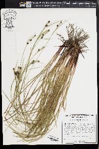 Carex caroliniana image