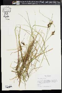 Carex caroliniana image