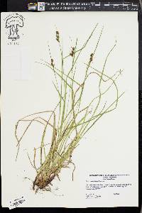 Carex caroliniana image