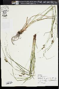 Carex caroliniana image