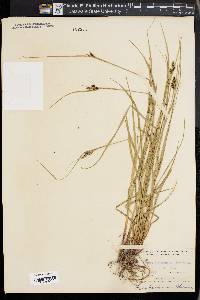 Carex caroliniana image