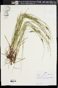 Carex caroliniana image