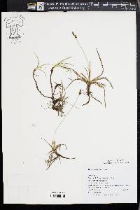 Carex caryophyllea image