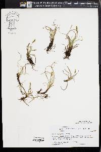 Carex caryophyllea image