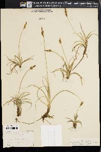 Carex caryophyllea image