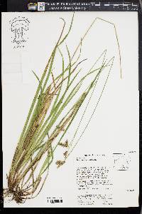 Carex castanea image