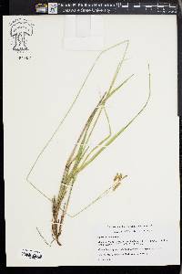 Carex castanea image