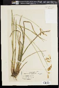 Carex castanea image