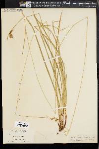 Carex castanea image