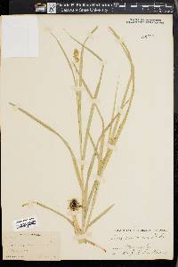 Carex castanea image