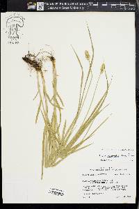 Carex cephaloidea image