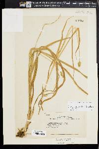 Carex cephaloidea image