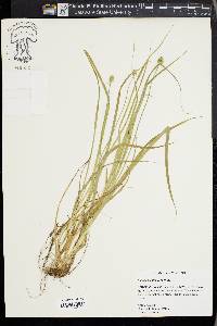 Carex cephaloidea image