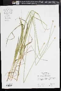 Carex cephaloidea image