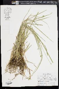 Carex cephaloidea image