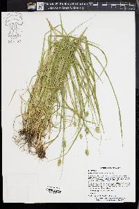 Carex cephaloidea image