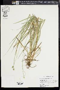 Carex cephaloidea image