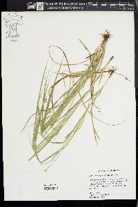 Carex cephaloidea image