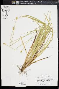 Carex cephaloidea image