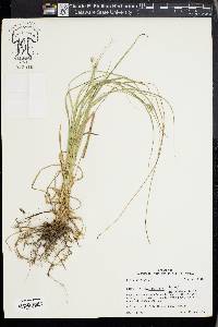 Carex cephaloidea image