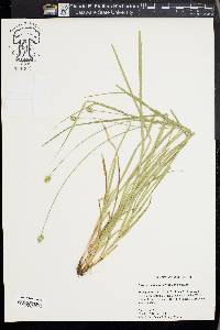 Carex cephaloidea image