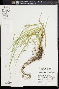 Carex cephaloidea image