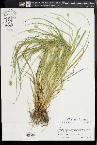 Carex cephaloidea image