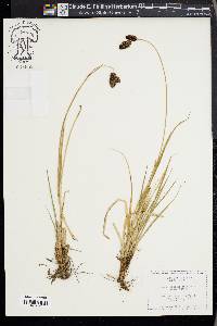 Carex chalciolepis image