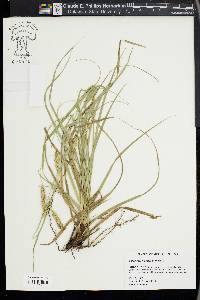 Carex cherokeensis image