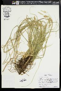 Carex cherokeensis image