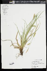 Carex cherokeensis image