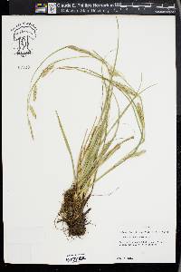 Carex cherokeensis image