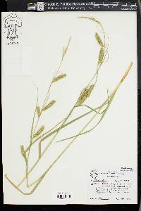 Carex cherokeensis image