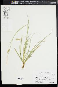 Carex cherokeensis image