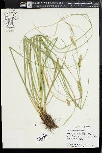 Carex cherokeensis image