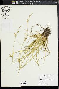 Carex cherokeensis image