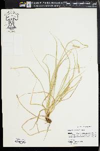 Carex cherokeensis image