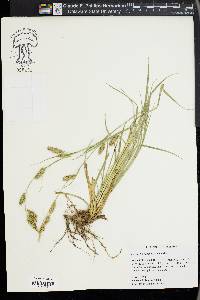 Carex cherokeensis image