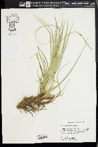 Carex cherokeensis image