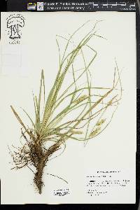 Carex cherokeensis image
