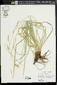 Carex cherokeensis image