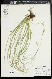 Carex cherokeensis image