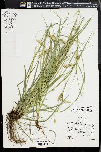 Carex cherokeensis image