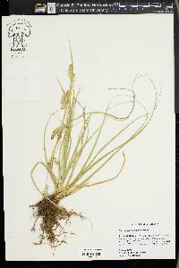 Carex cherokeensis image